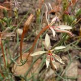 Lapeirousia anceps