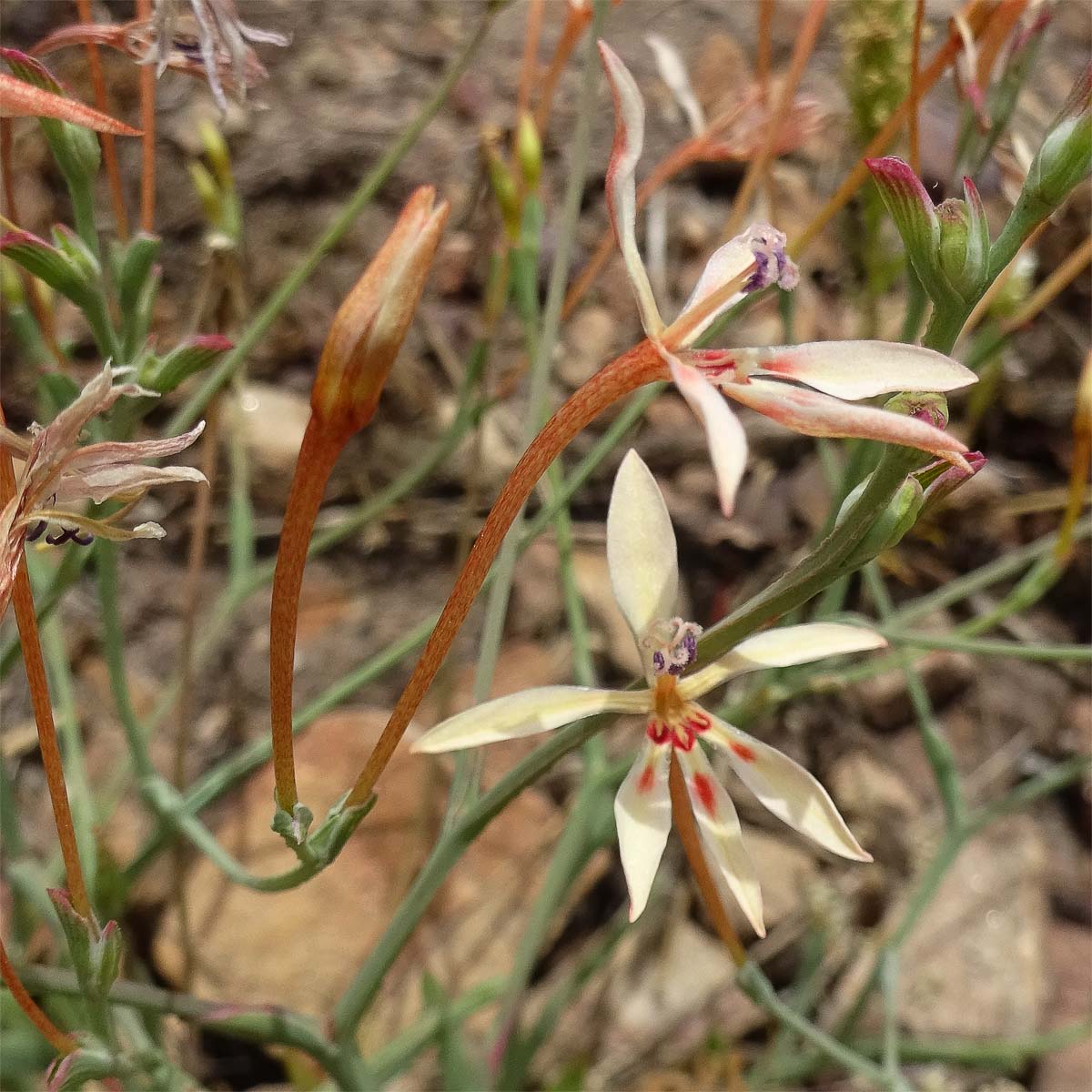 Изображение особи Lapeirousia anceps.