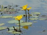 Nymphoides peltata