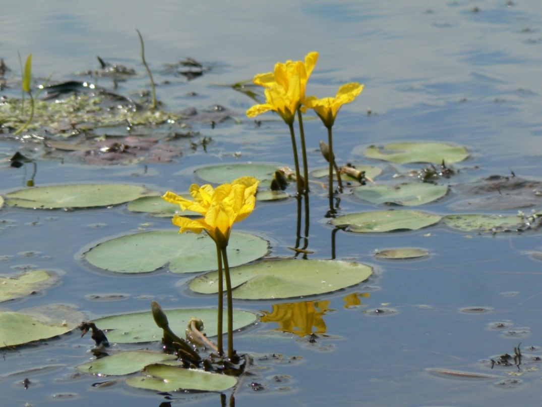 Image of Nymphoides peltata specimen.