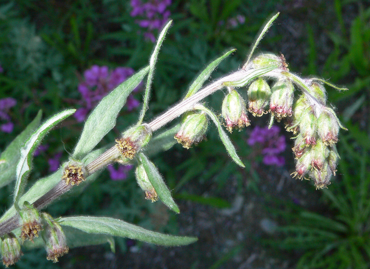 Image of genus Artemisia specimen.