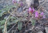 genus Astragalus. Цветущее растение. Грузия, край Самцхе-Джавахети, Аспиндзский муниципалитет, восточный склон Эрушетского нагорья, обочина дороги, ≈ 1500 м н.у.м. 11.10.2018.