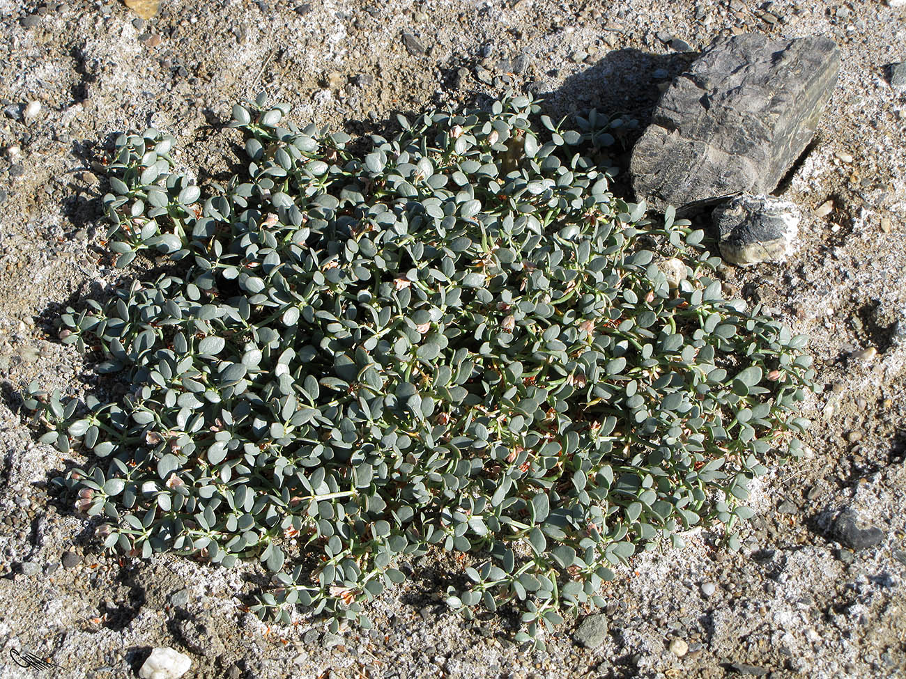 Image of Zygophyllum rosovii specimen.