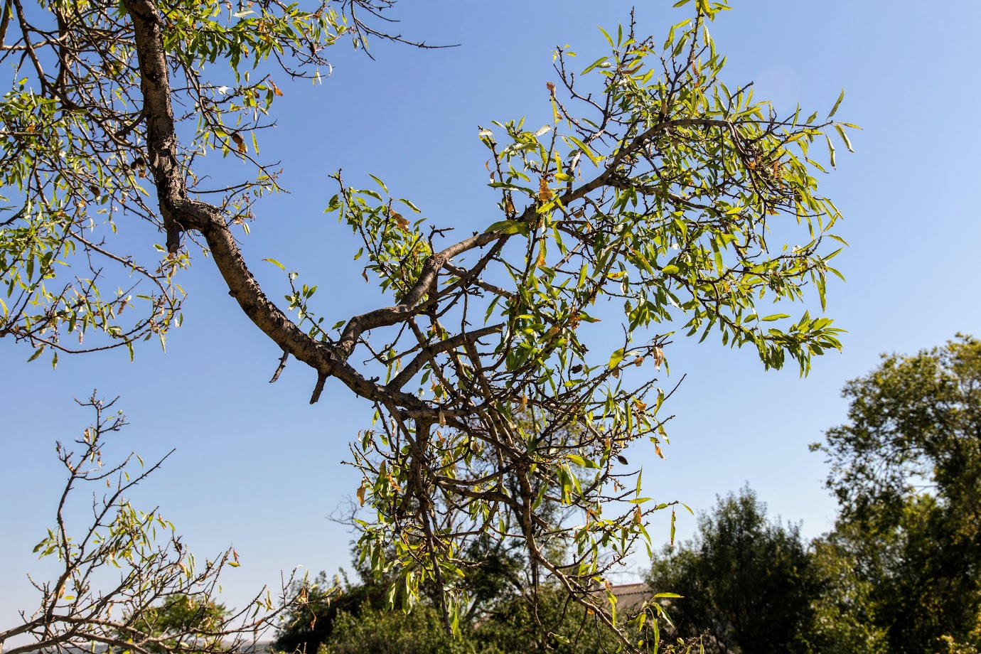 Image of Amygdalus communis specimen.