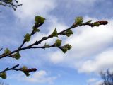 Betula czerepanovii. Ветвь растения с листьями и сережками в начале вегетационного периода. Кольский п-ов, лесотундра Восточного Мурмана. 12.06.2010.