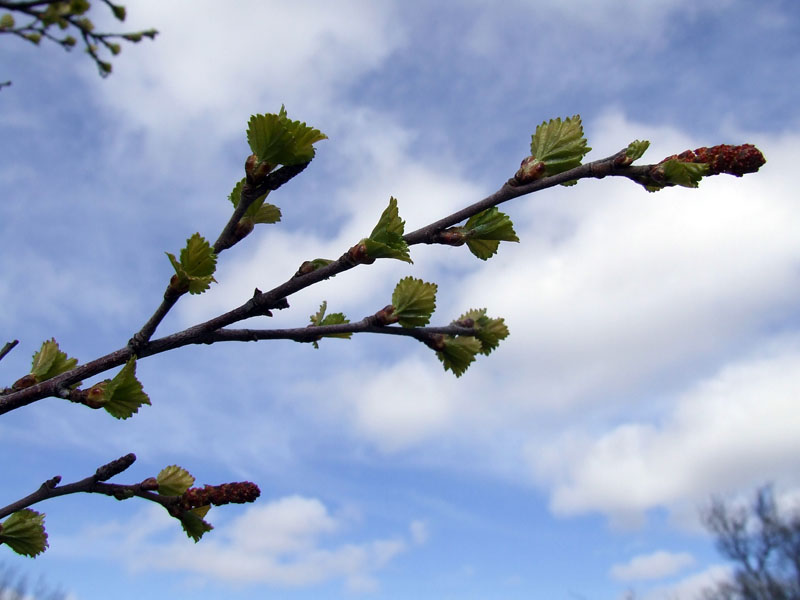 Изображение особи Betula czerepanovii.