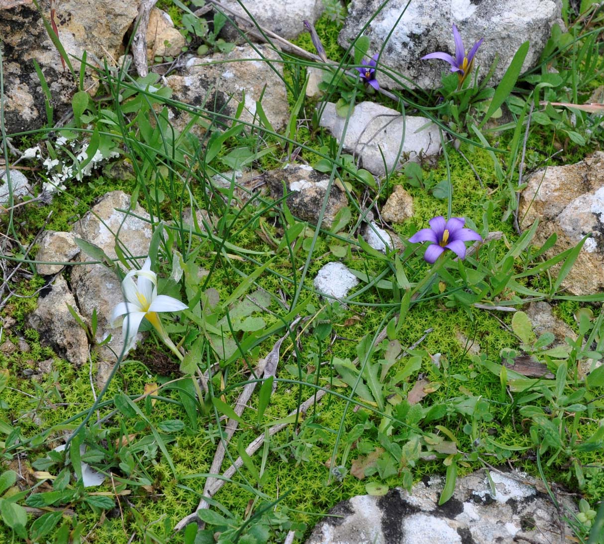 Image of Romulea tempskyana specimen.