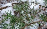 Juniperus communis. Веточка с хвоей. Беларусь, г. Гродно, лесопарк Пышки. 21.12.2018.