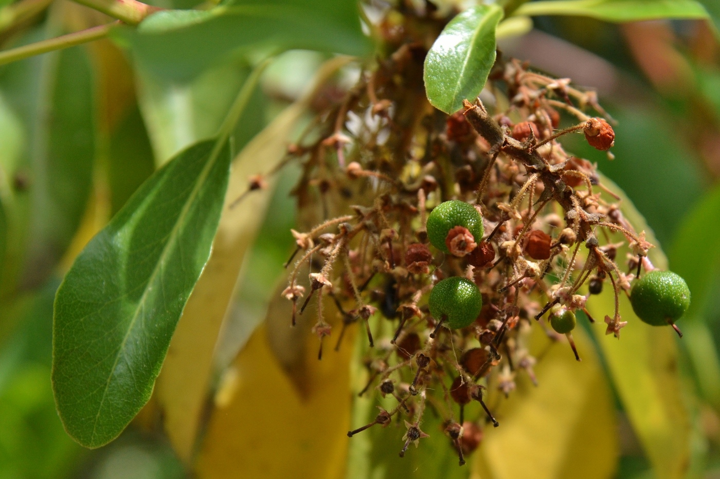 Image of Arbutus andrachne specimen.