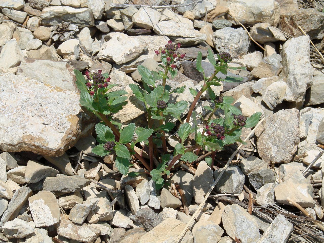 Изображение особи Scrophularia incisa.