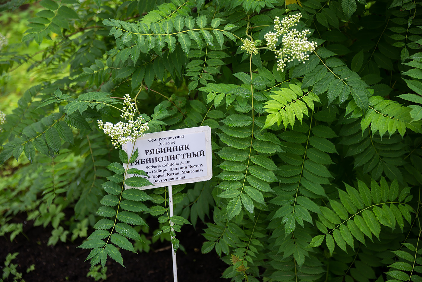 Image of Sorbaria sorbifolia specimen.