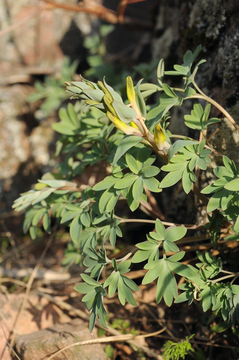 Изображение особи Corydalis ainae.