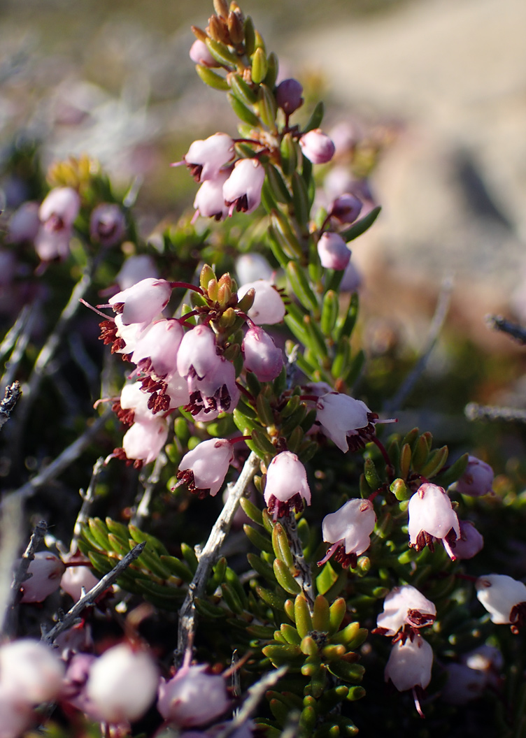 Image of Erica manipuliflora specimen.