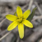 Image of taxon representative. Author is Максим Гуляев