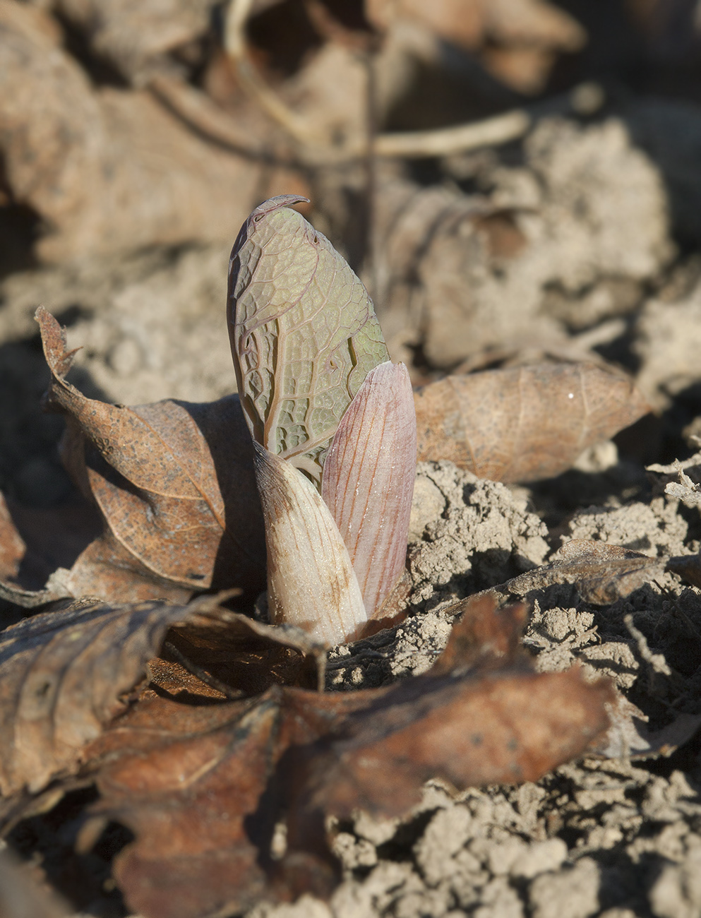 Image of Sanguinaria canadensis specimen.