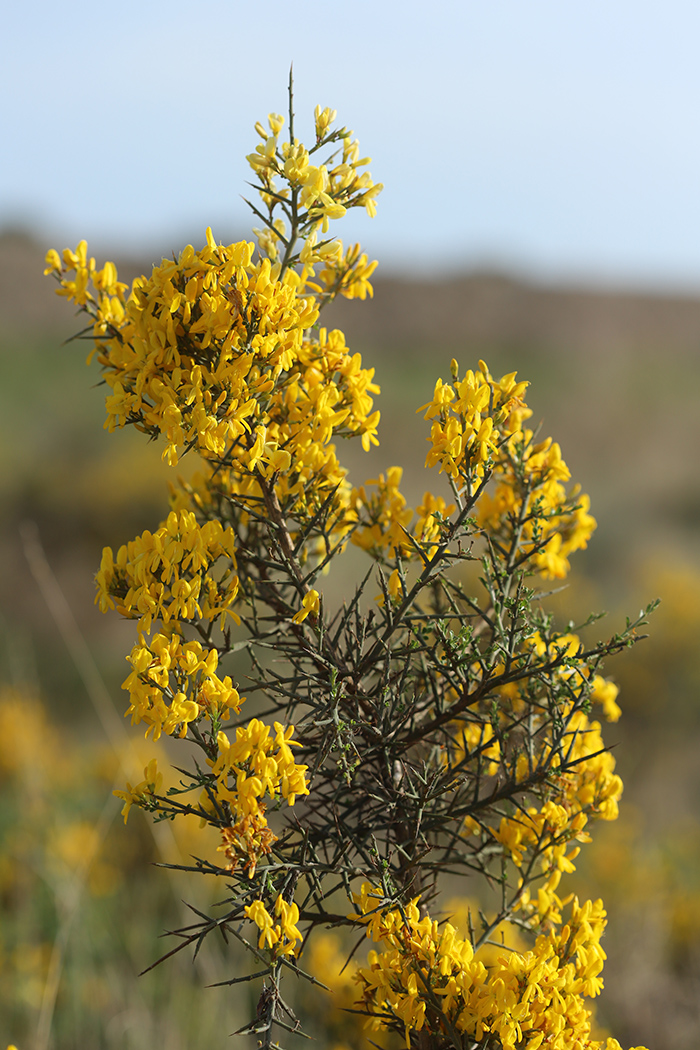 Image of Genista scorpius specimen.