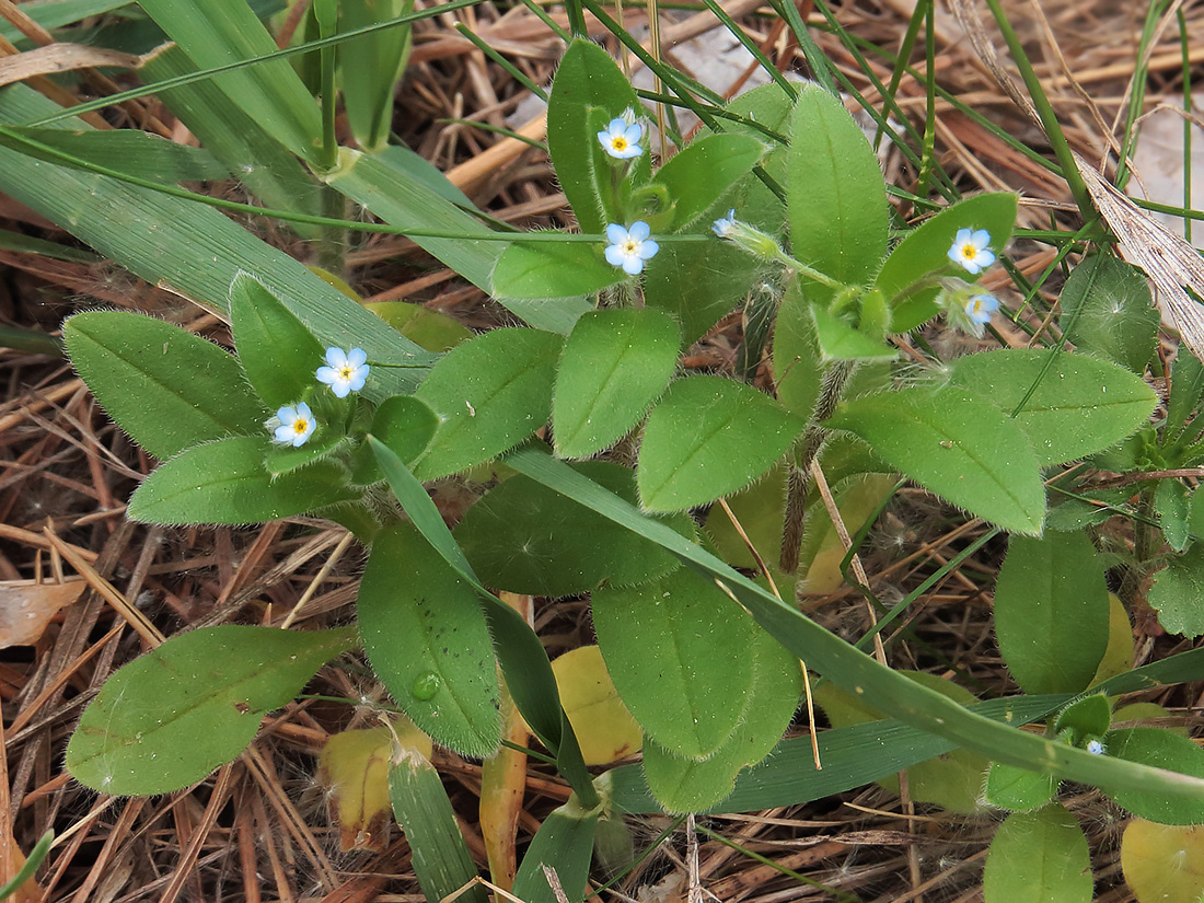 Image of Myosotis sparsiflora specimen.