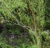 genus Salix. Ветви. Казахстан, Восточно-Казахстанская обл., г. Усть-Каменогорск, городской парк Жастар. 20.05.2019.