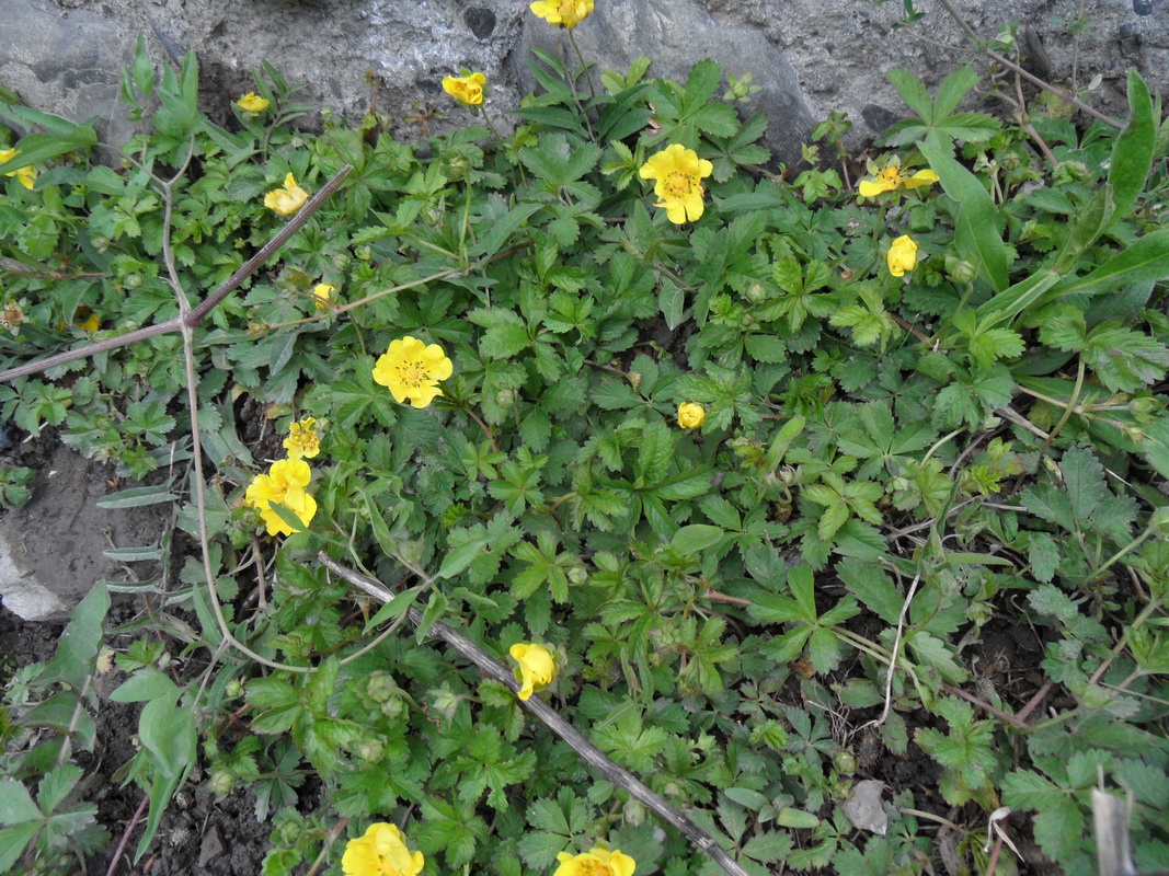 Image of Potentilla reptans specimen.