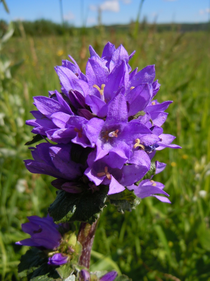 Image of Campanula farinosa specimen.