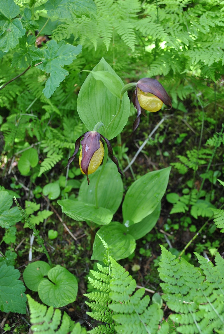 Image of Cypripedium calceolus specimen.