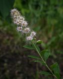 Spiraea alba