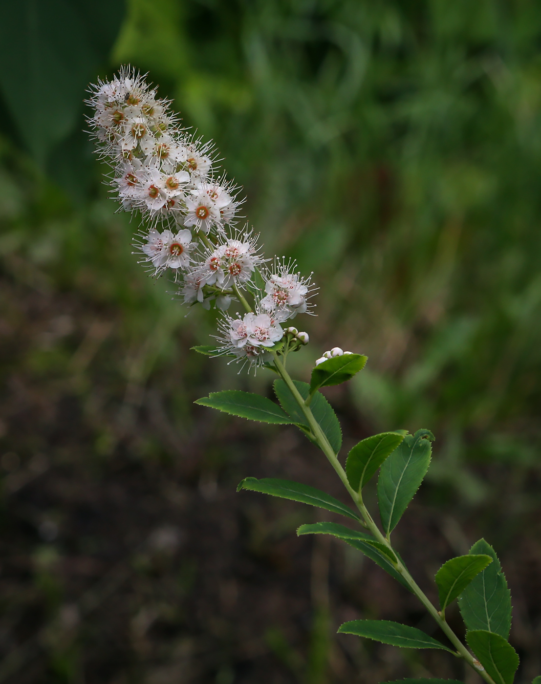 Изображение особи Spiraea alba.