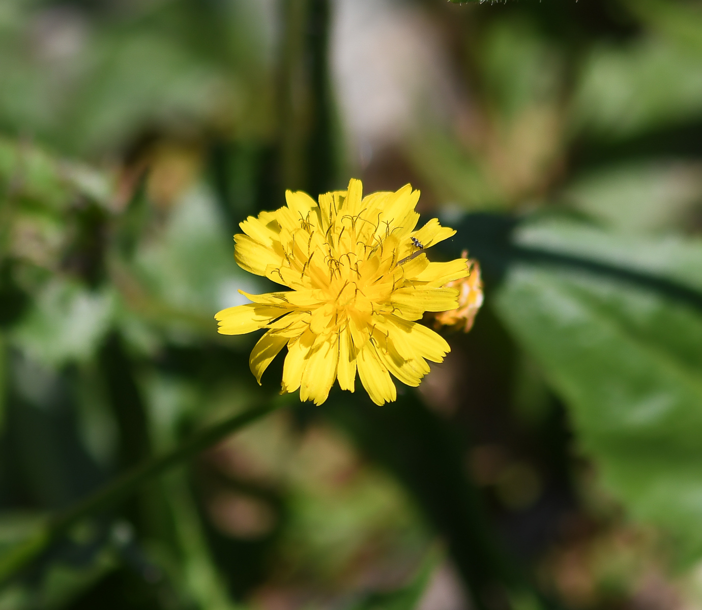 Изображение особи Crepis aspera.