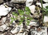 genus Chaerophyllum. Прикорневой лист. Дагестан, окр. с. Талги, каменистое место. 05.06.2019.