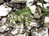 род Chaerophyllum