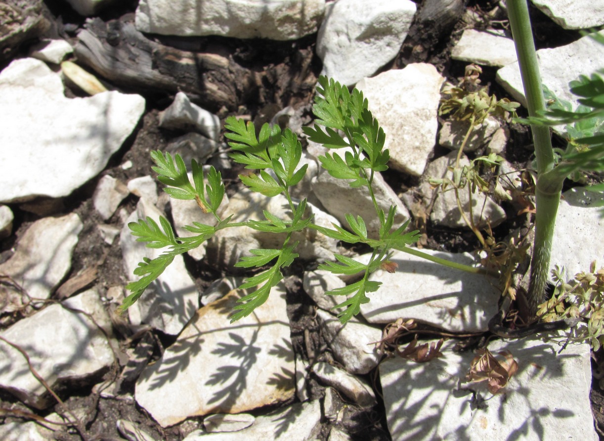 Изображение особи род Chaerophyllum.