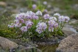 Cardamine uliginosa. Цветущие растения. Кабардино-Балкария, Эльбрусский р-н, окр. оз. Сылтранкёль, высота ок. 3150 м н.у.м., заболоченный альпийский луг. 05.08.2019.