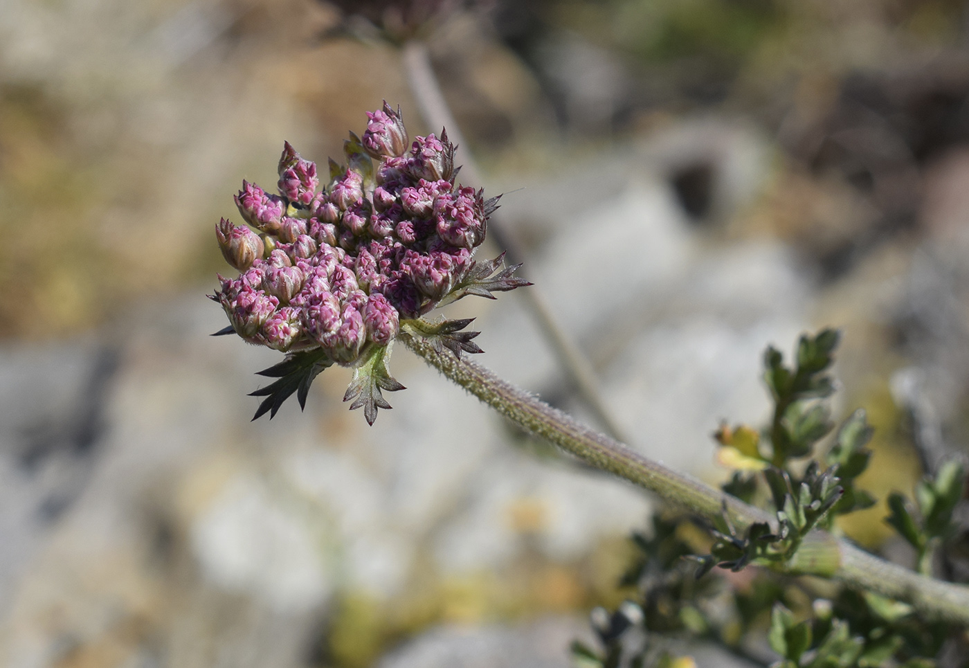 Изображение особи Daucus carota ssp. hispanicus.