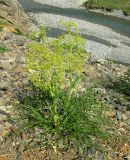 Ferula ceratophylla