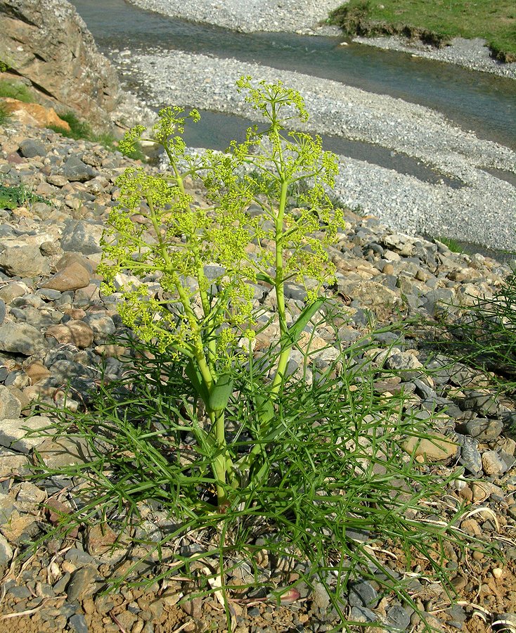 Изображение особи Ferula ceratophylla.