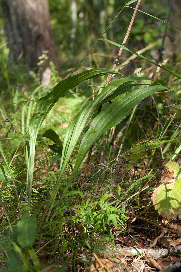 Изображение особи Scorzonera humilis.