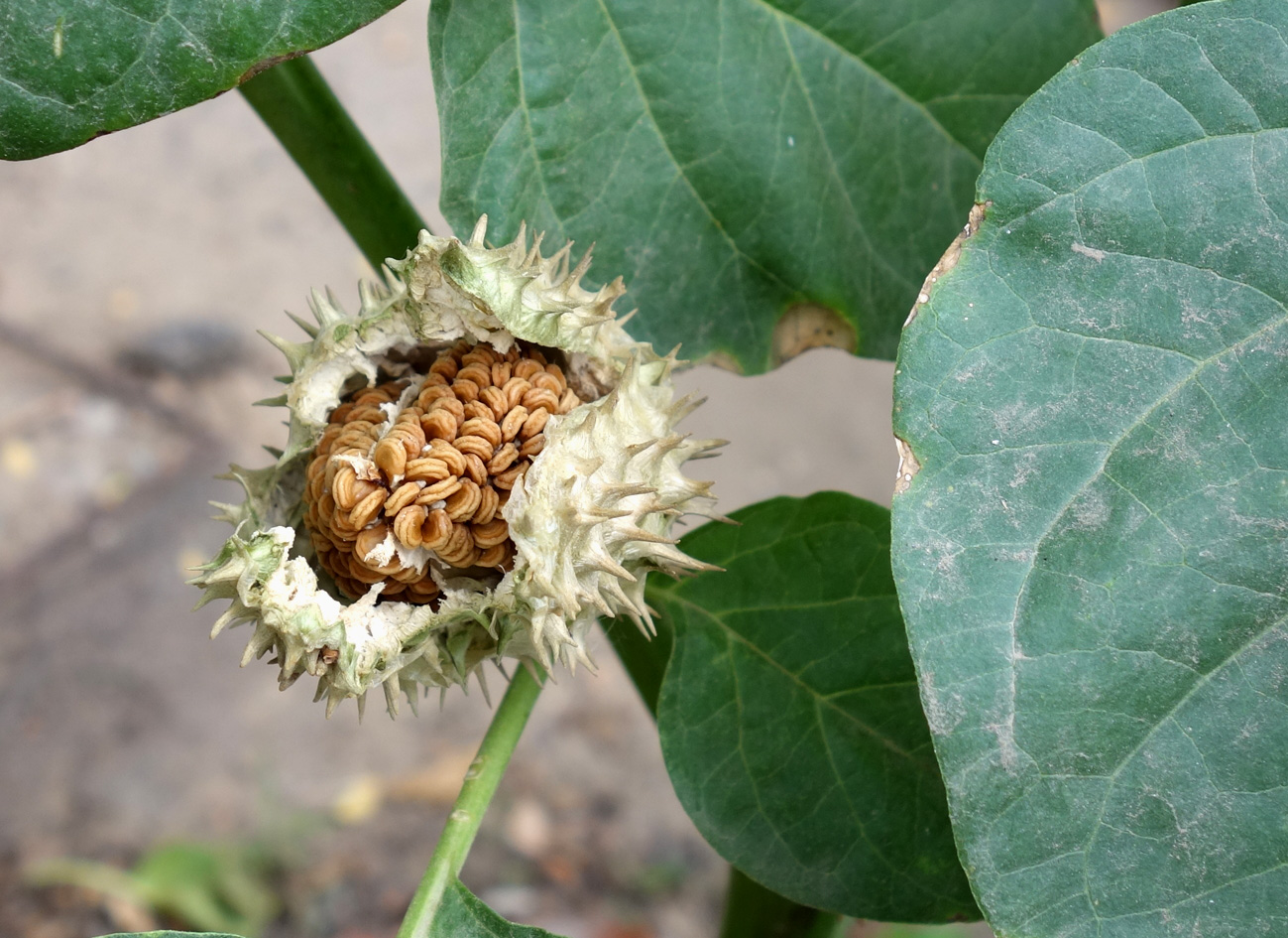 Изображение особи Datura innoxia.