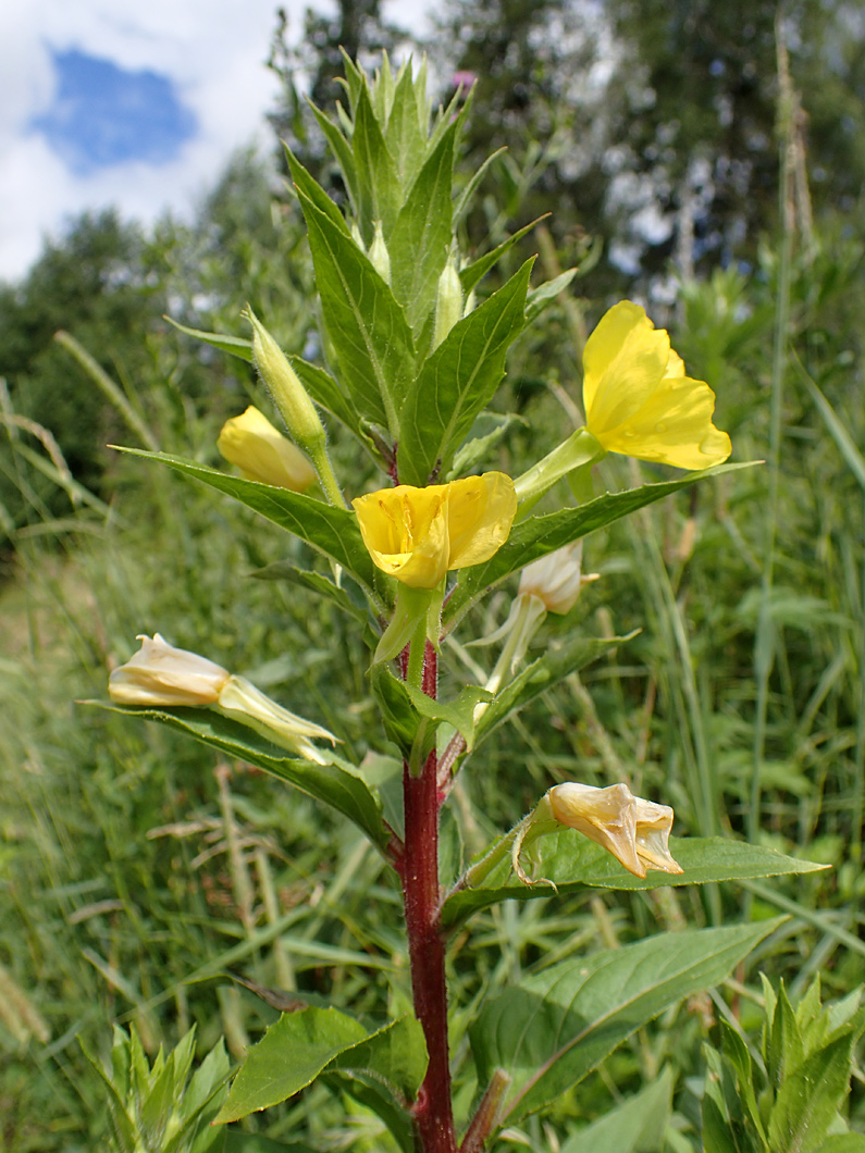 Изображение особи Oenothera rubricaulis.