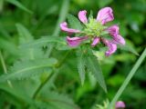 Pedicularis resupinata