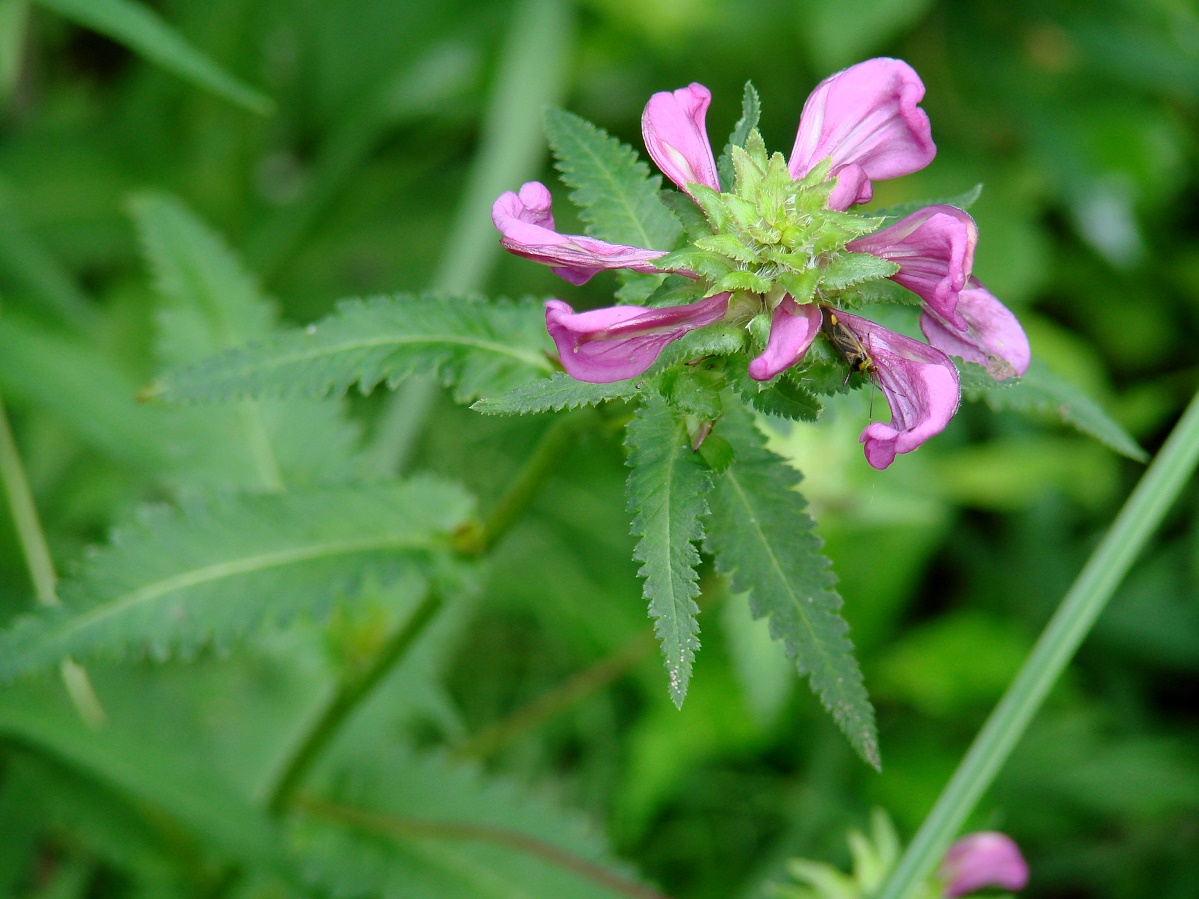 Image of Pedicularis resupinata specimen.