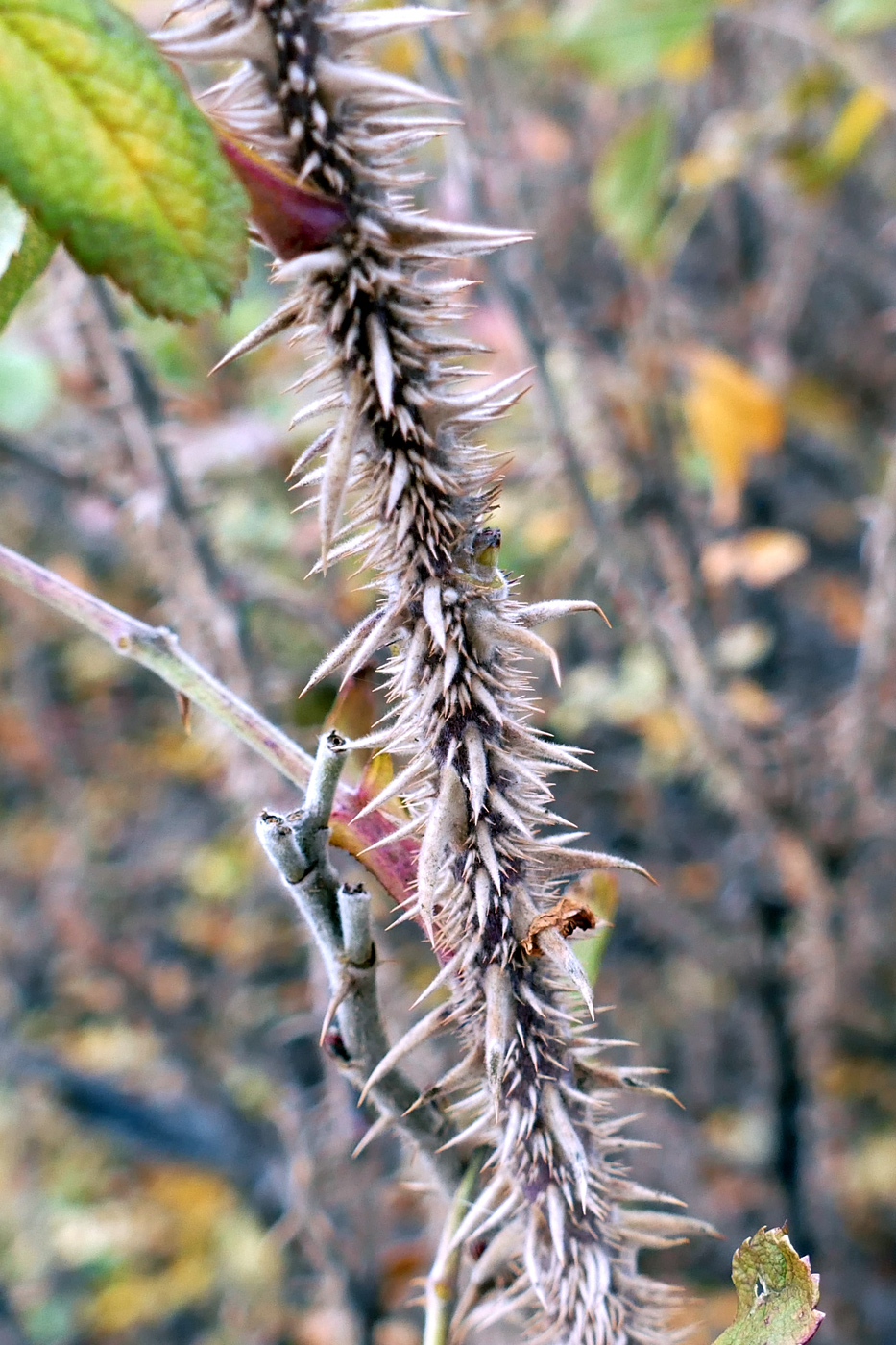 Image of Rosa rugosa specimen.