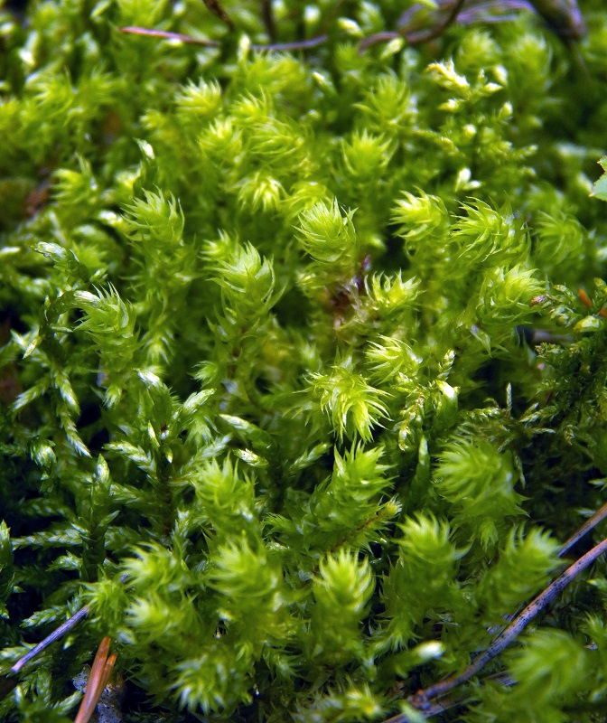 Image of Rhytidiadelphus triquetrus specimen.