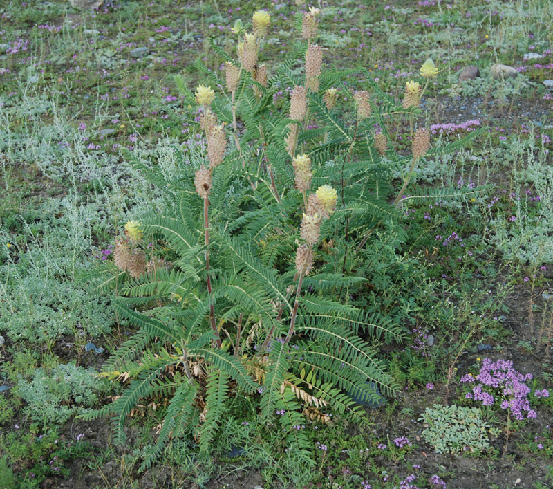 Image of Astragalus alopecurus specimen.