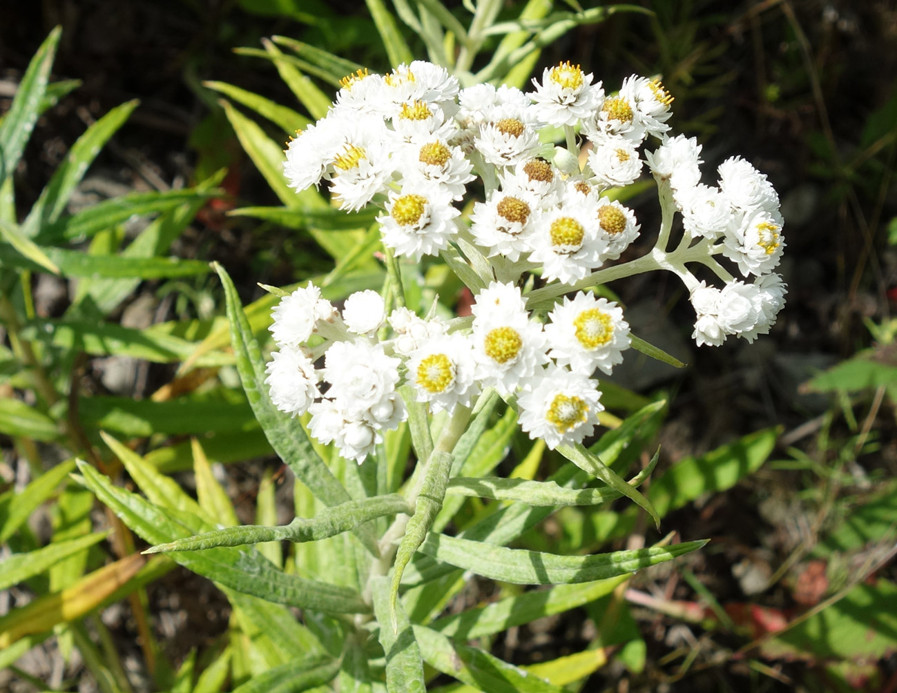 Image of Anaphalis margaritacea specimen.