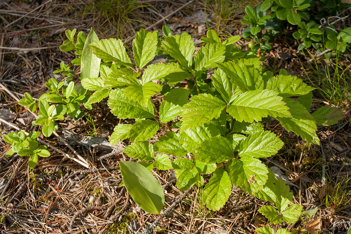 Изображение особи Rubus saxatilis.