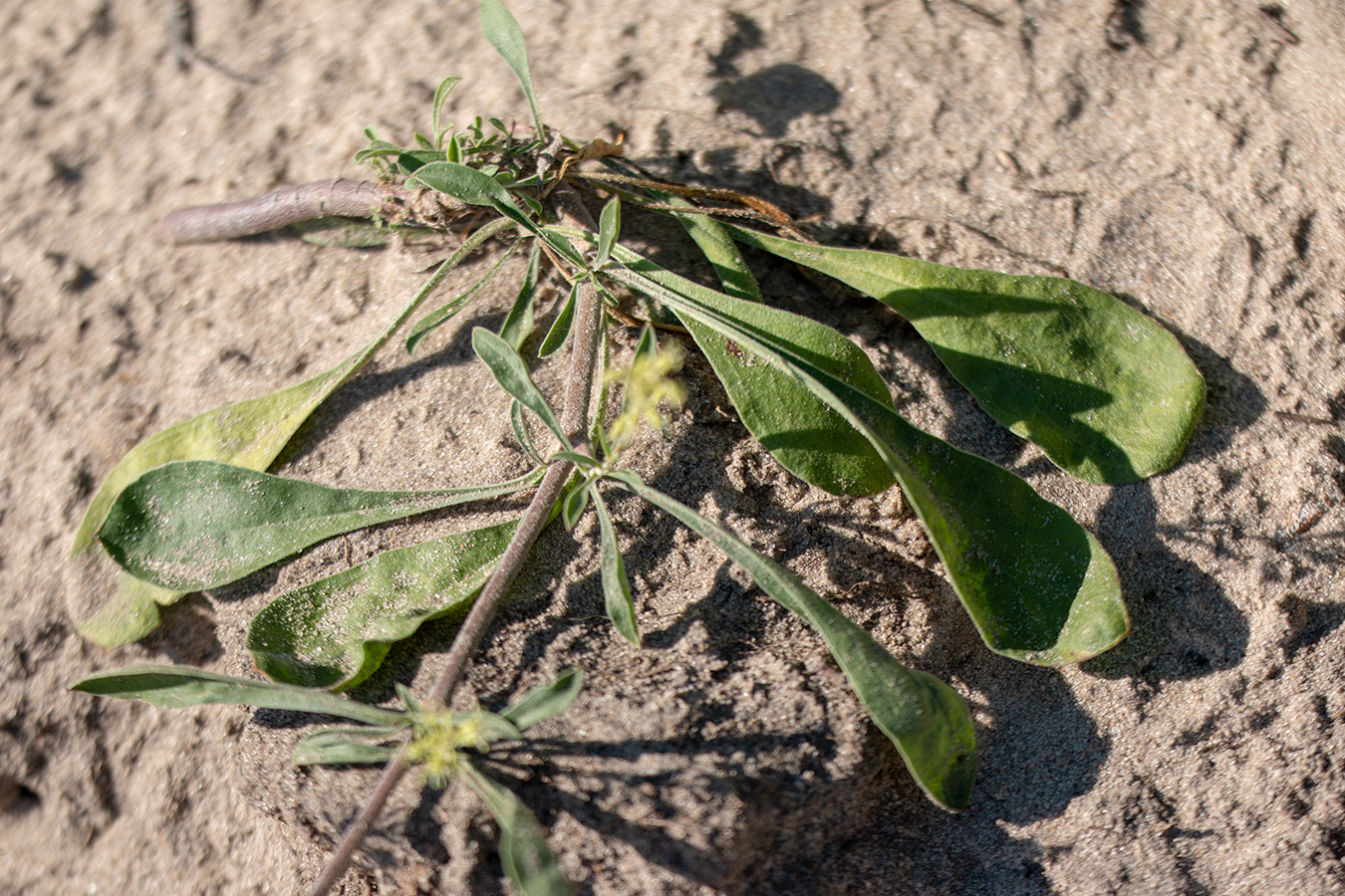 Image of Silene hellmannii specimen.