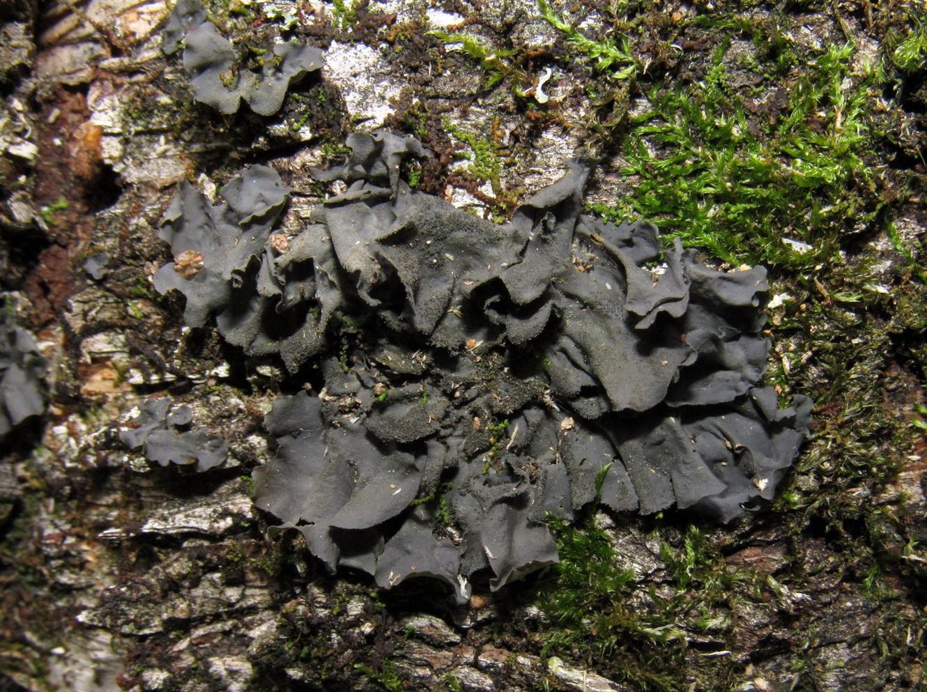 Image of Leptogium cyanescens specimen.