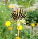 Cosmos bipinnatus. Зрелое соплодие. Украина, г. Хмельницкий, ж.-д. вокзал, в культуре. 24.07.2016.