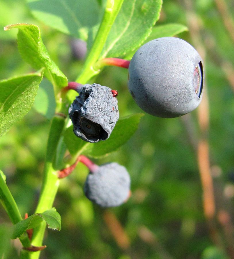 Изображение особи Vaccinium myrtillus.