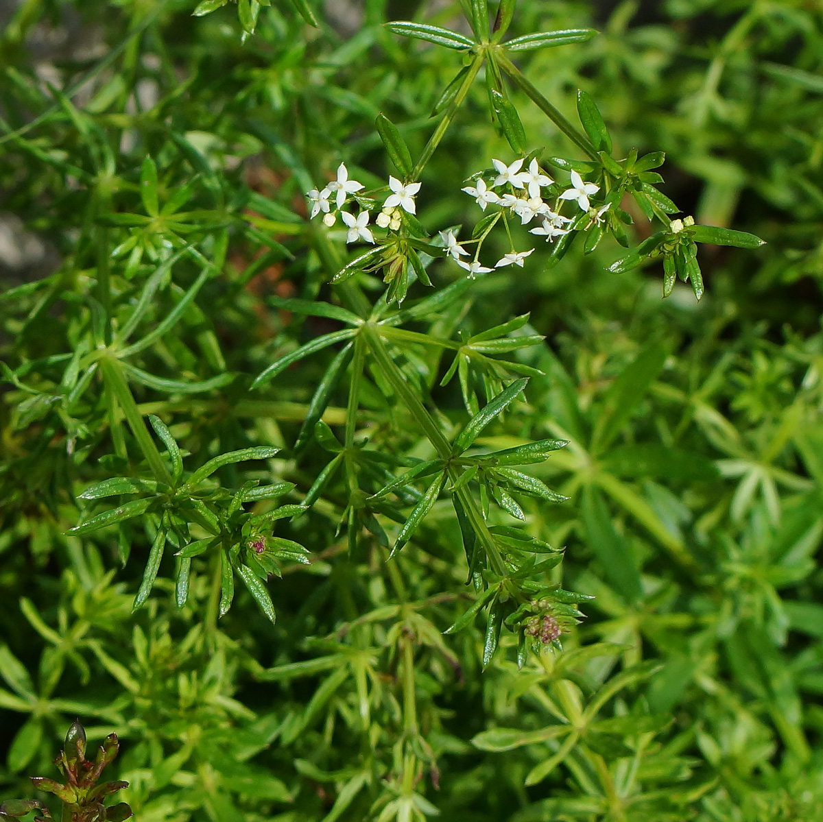 Image of Galium mollugo specimen.